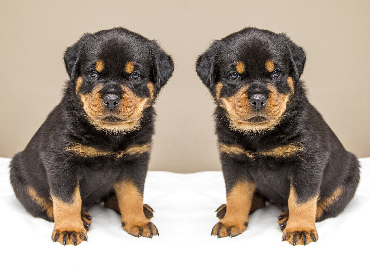 Rottweiler puppy with its reflection